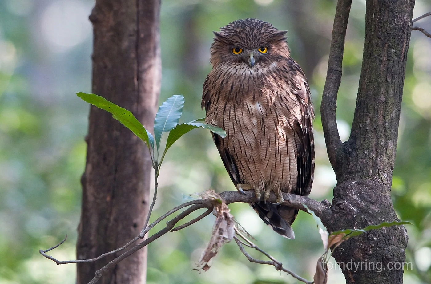 Brown fish owl 