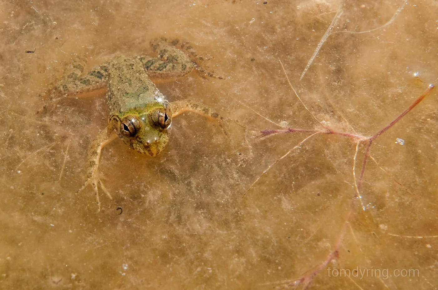 Frog