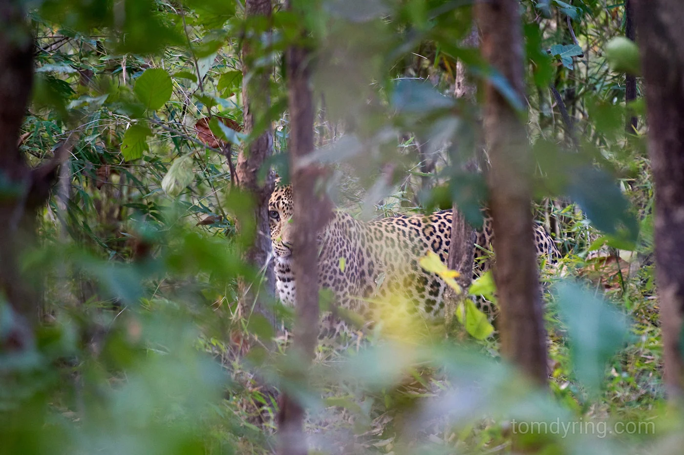 Leopard