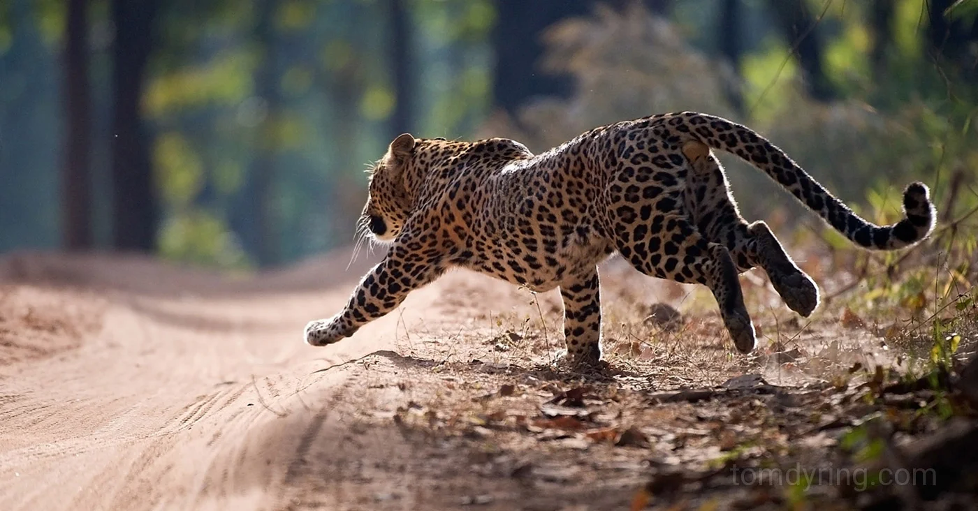 Leopard