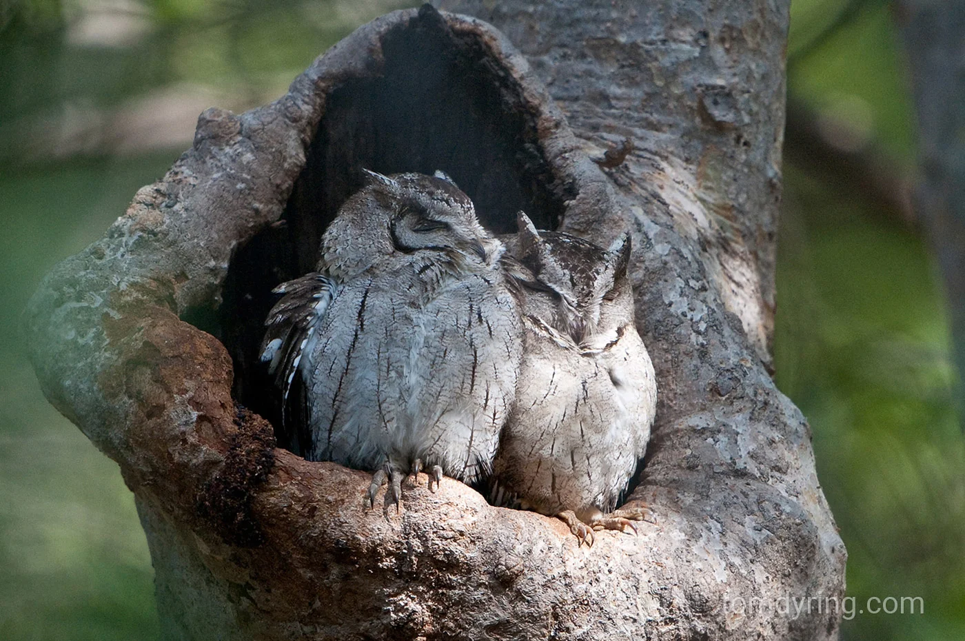 Scops owl