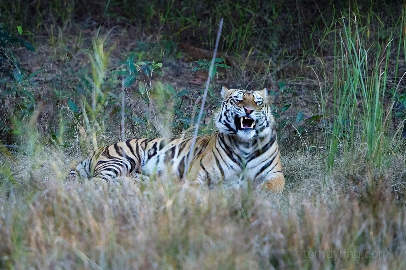 Tiger