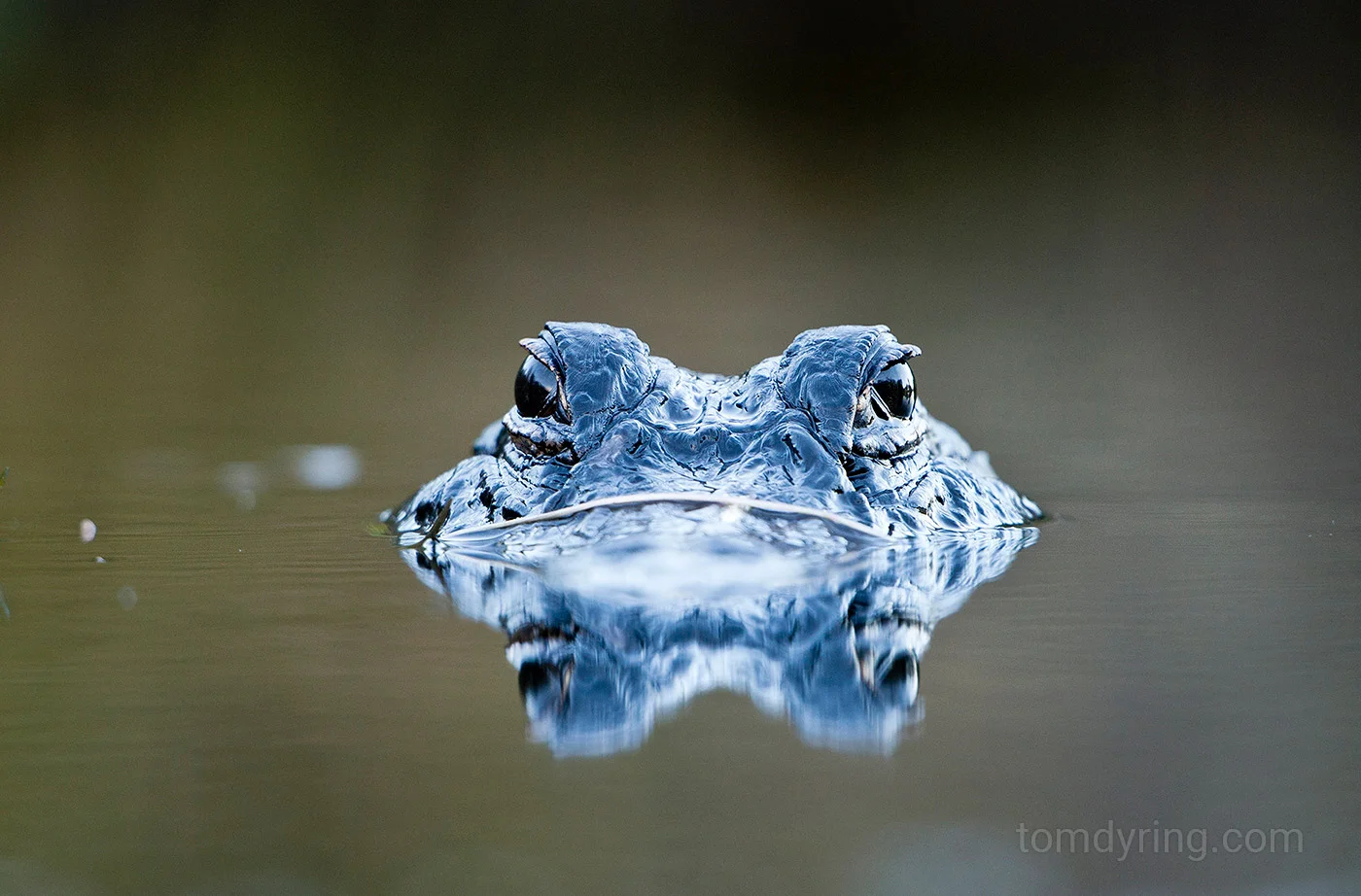 Alligator