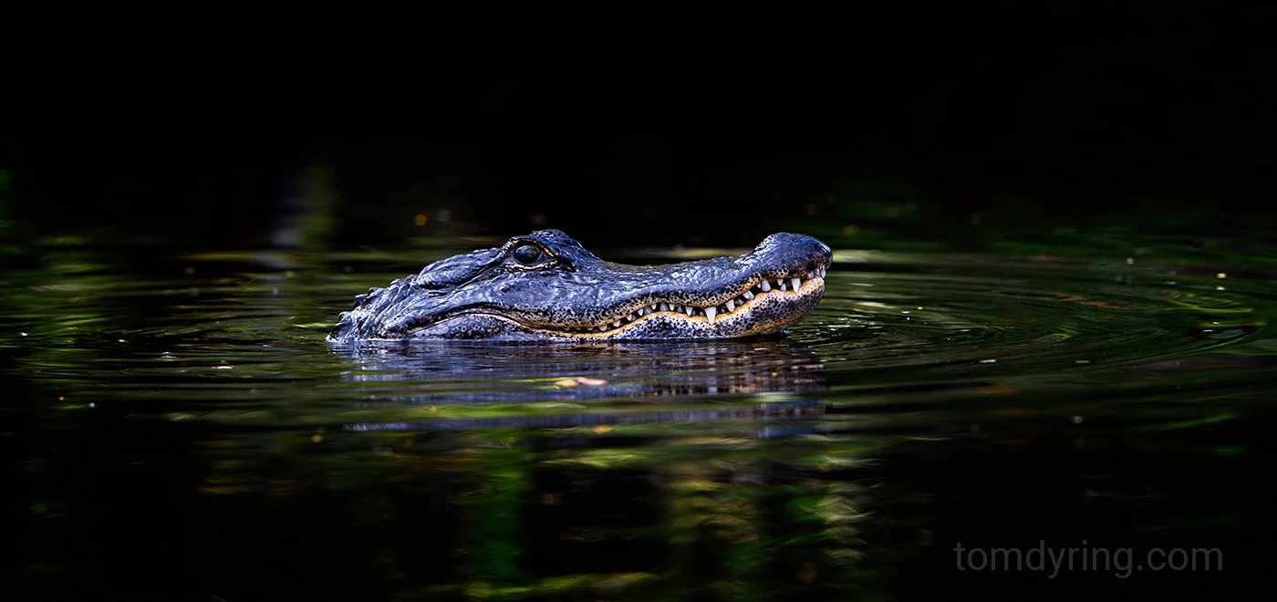 Alligator