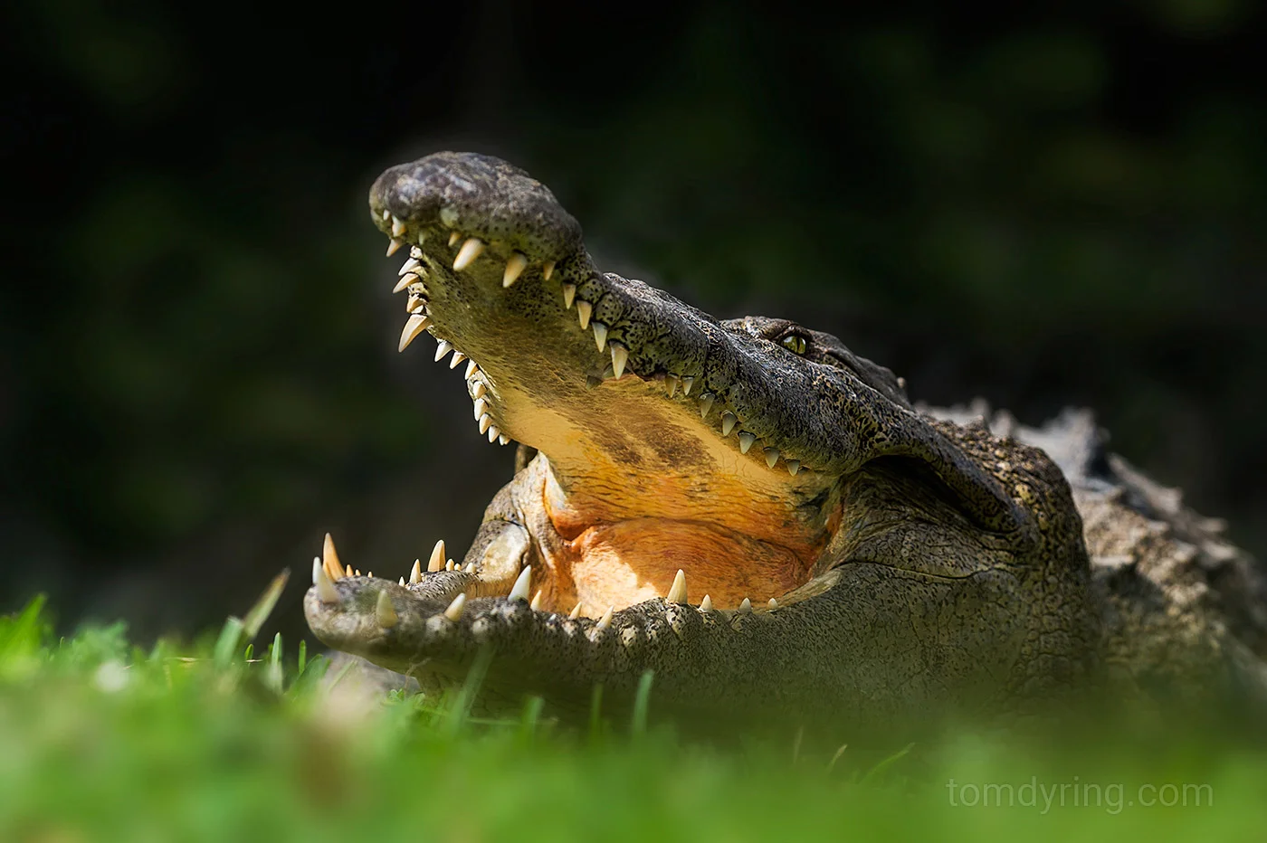 American crocodile