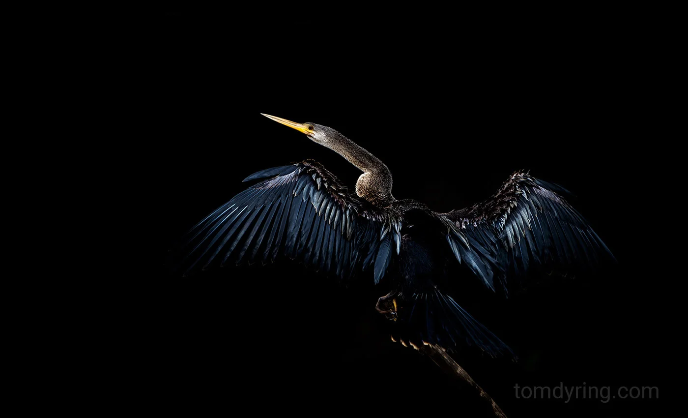 Anhinga