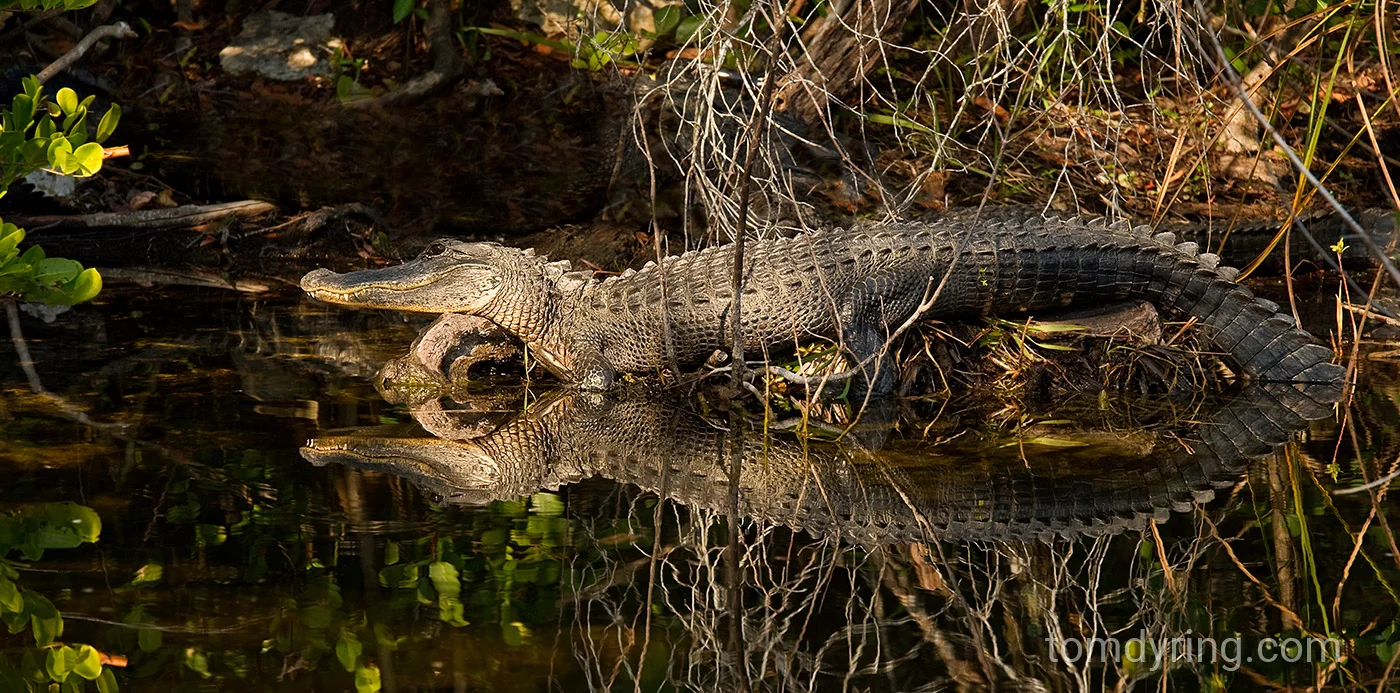 Alligator