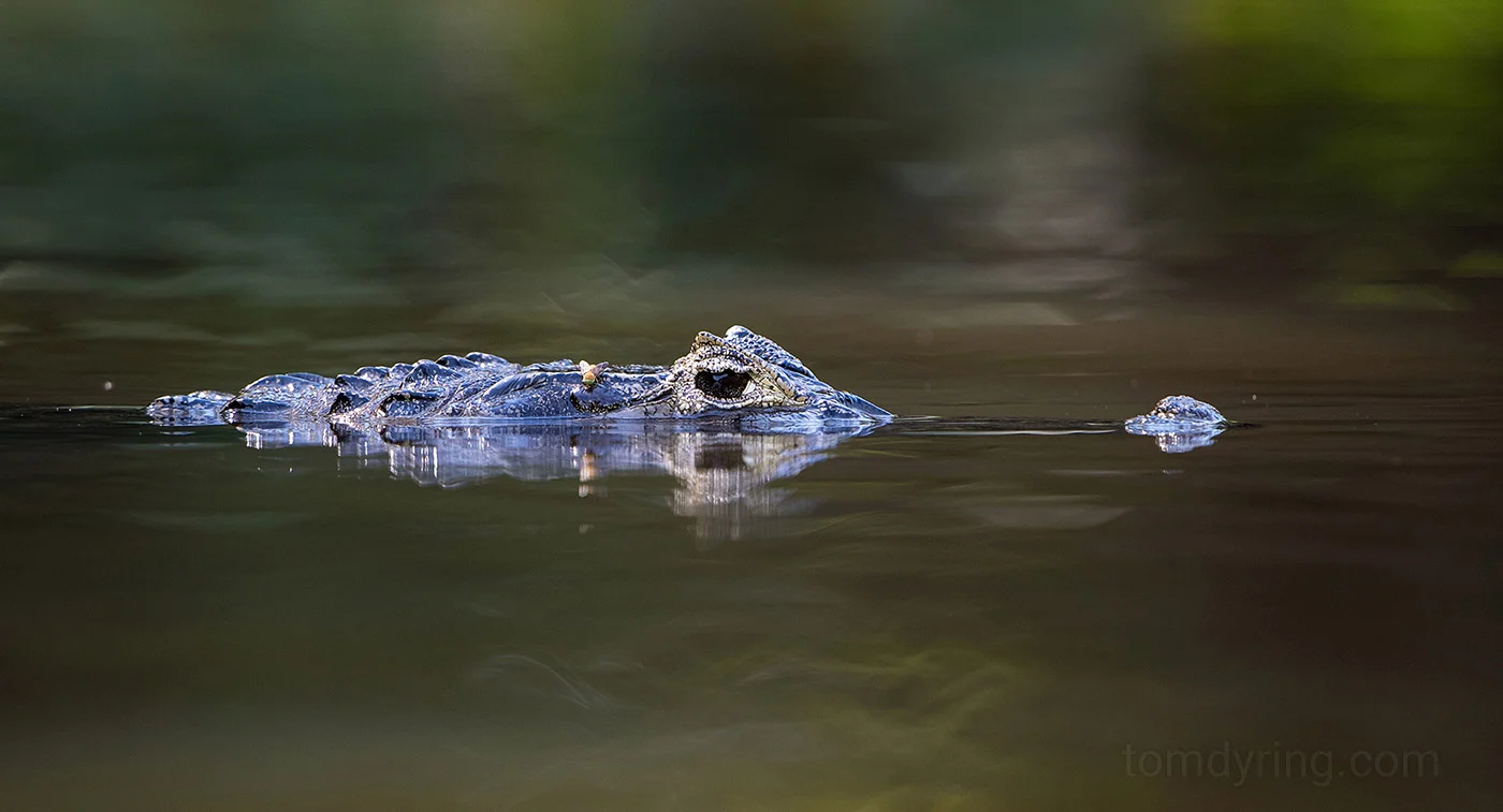 Caiman