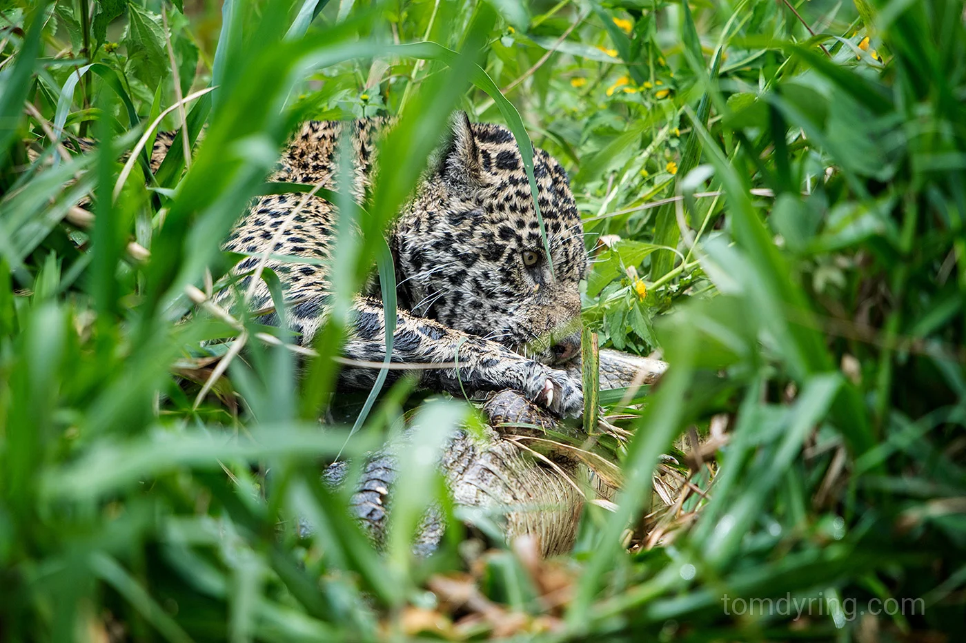 Jaguar