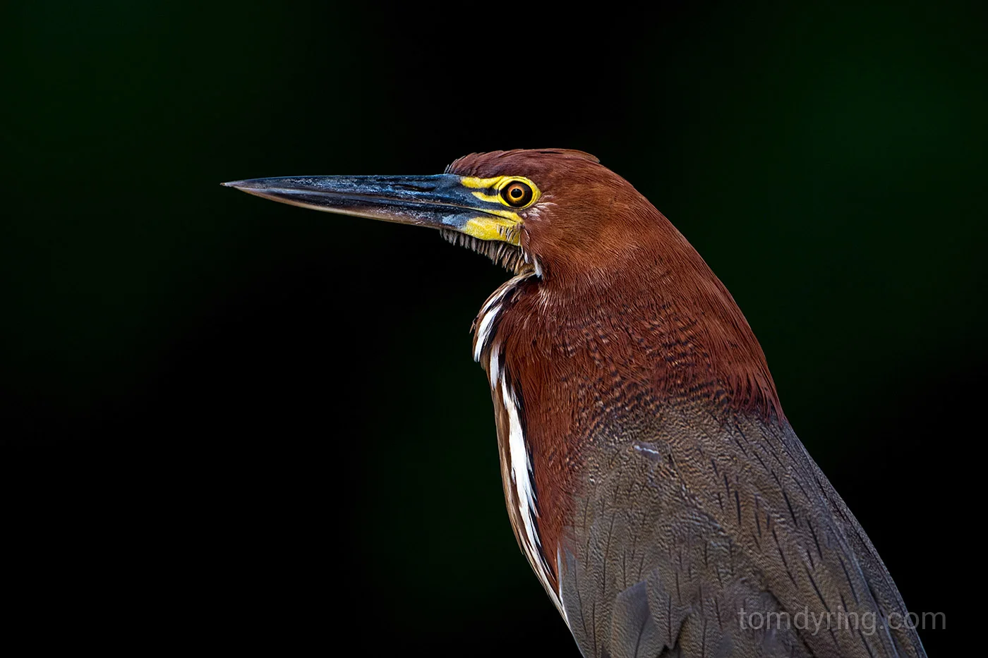 Tiger heron