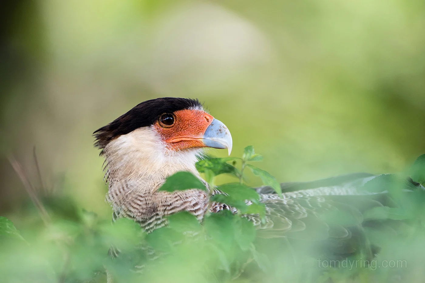 Southern caracara