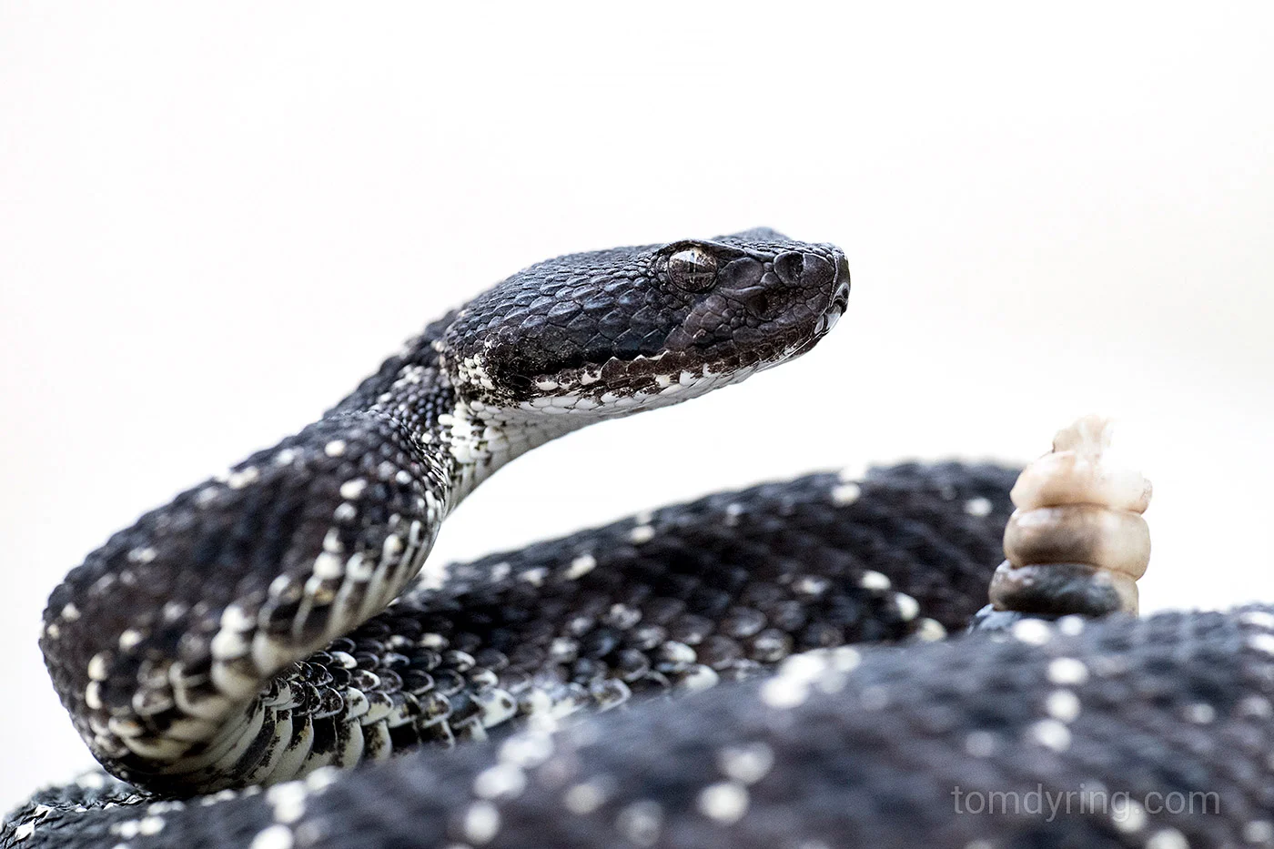 Arizona black rattlesnake