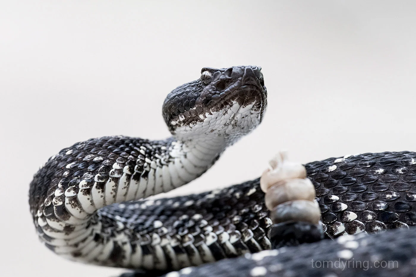 Arizona black rattlesnake