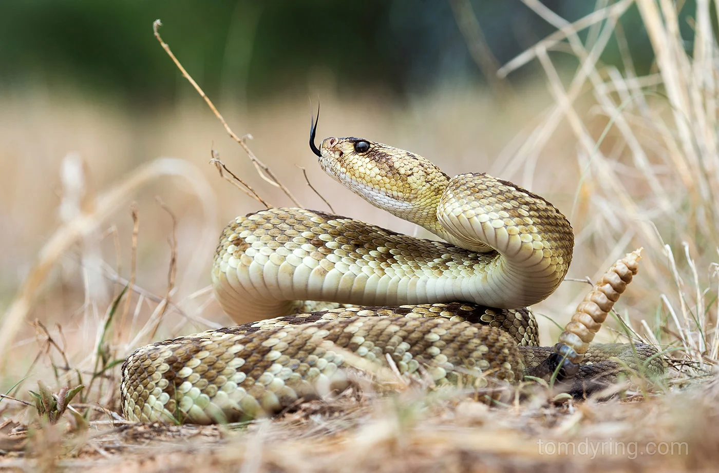 Black tailed rattlesnake