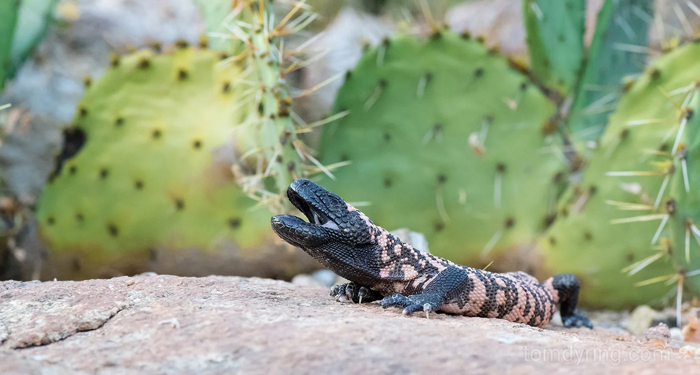 Gila monster