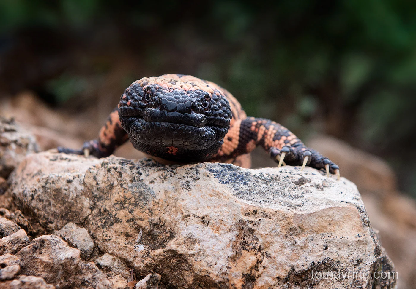 Gila monster