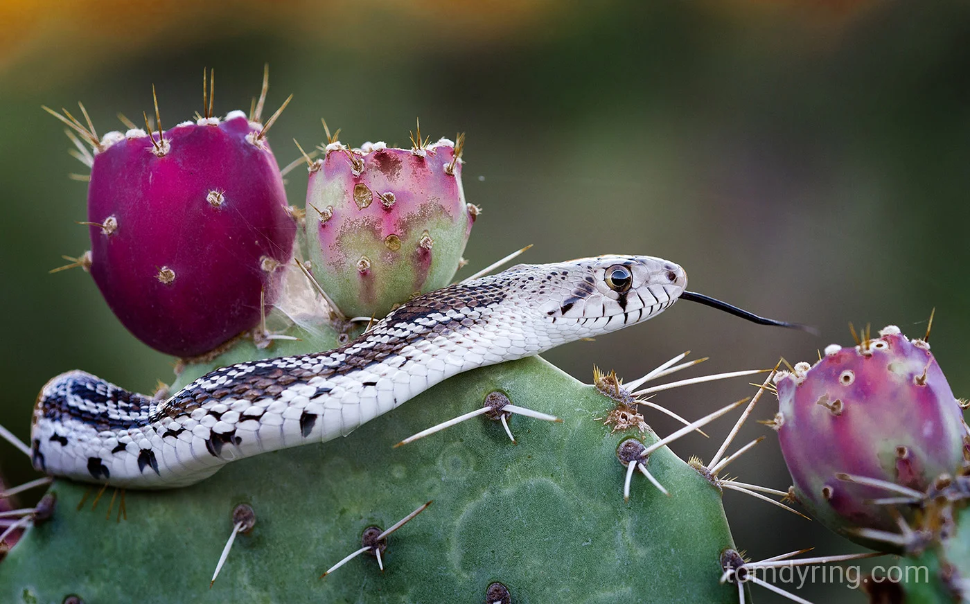 Gopher snake