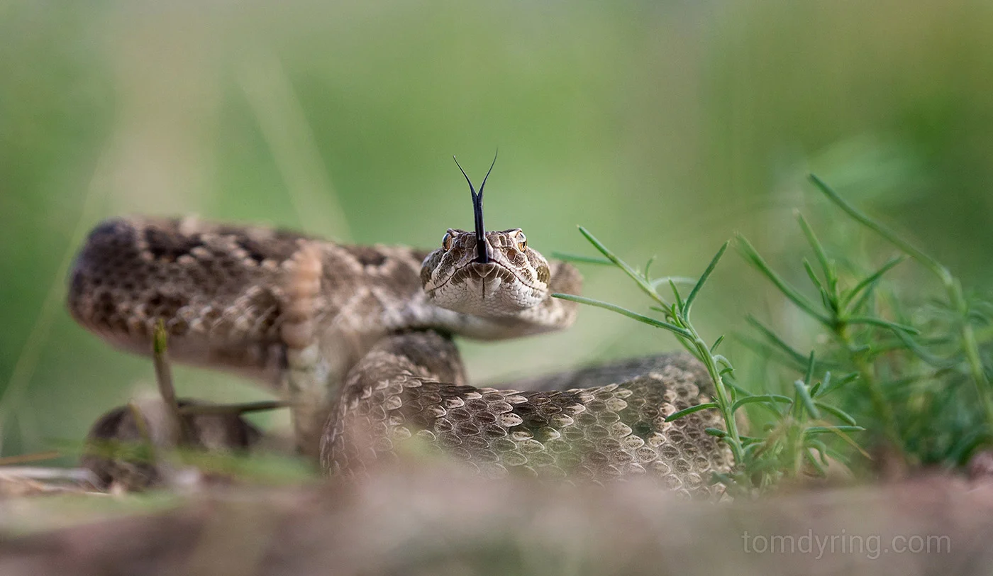 Mohave rattlesnake
