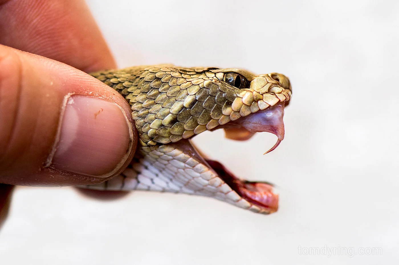 Mohave rattlesnake