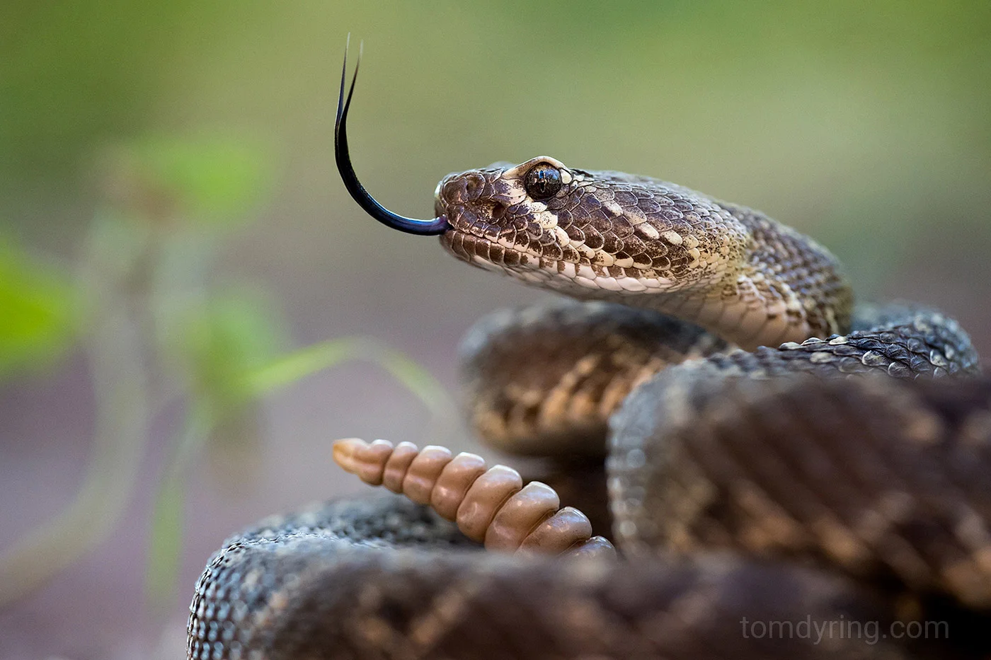 Mohave rattlesnake