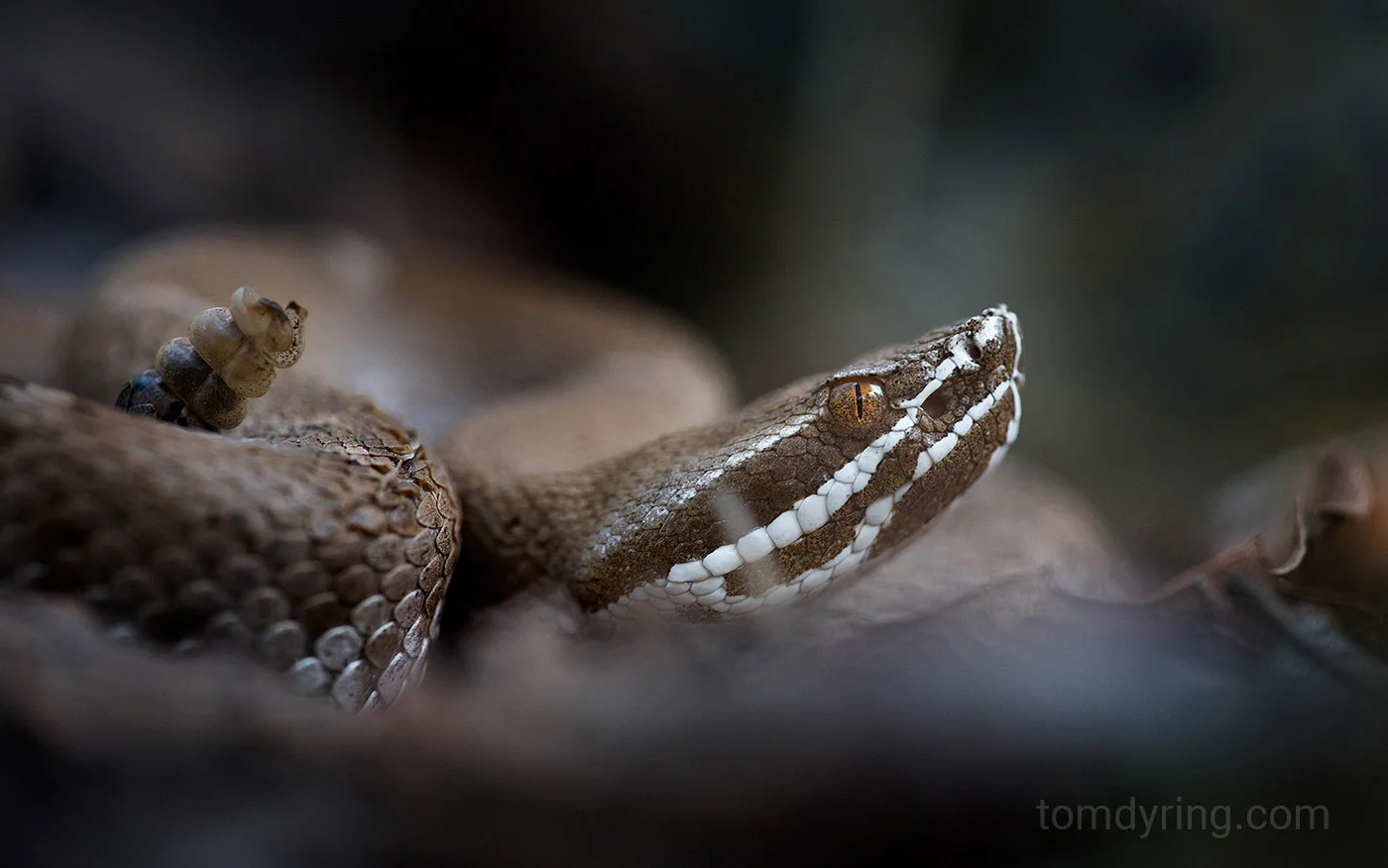 Ridgenose rattlesnake