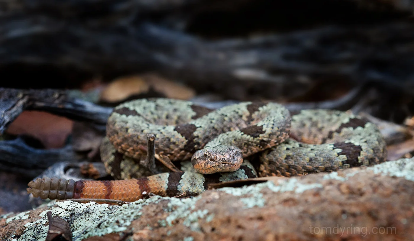 Rock rattlesnake