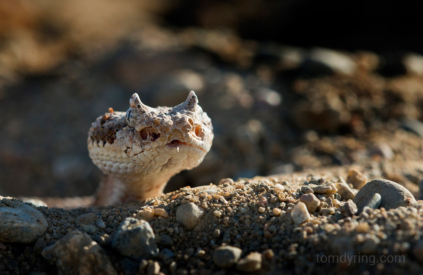 Sidewinder rattlesnake