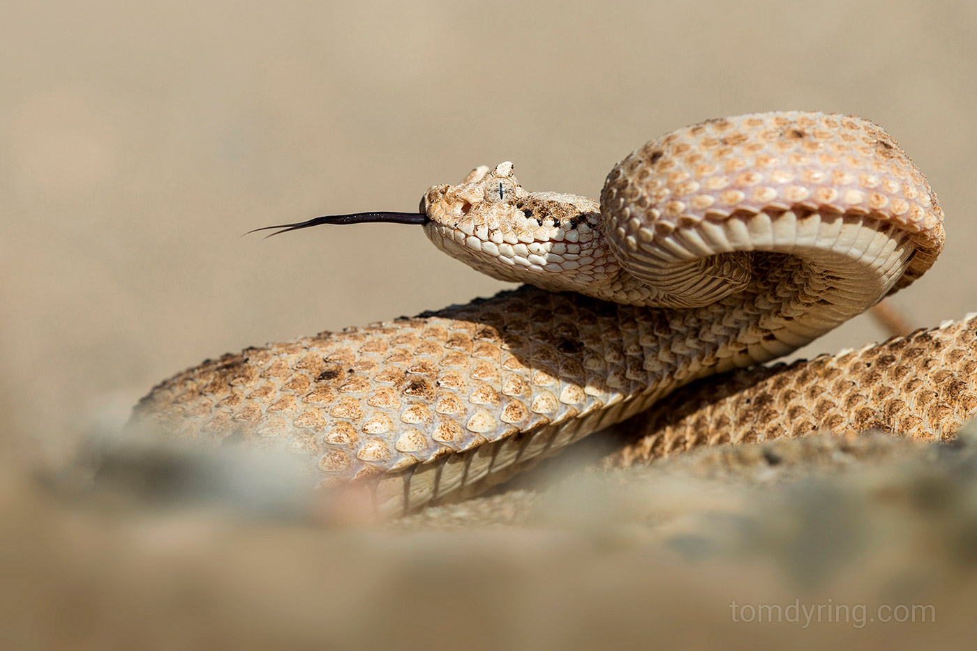 Sidewinder rattlesnake