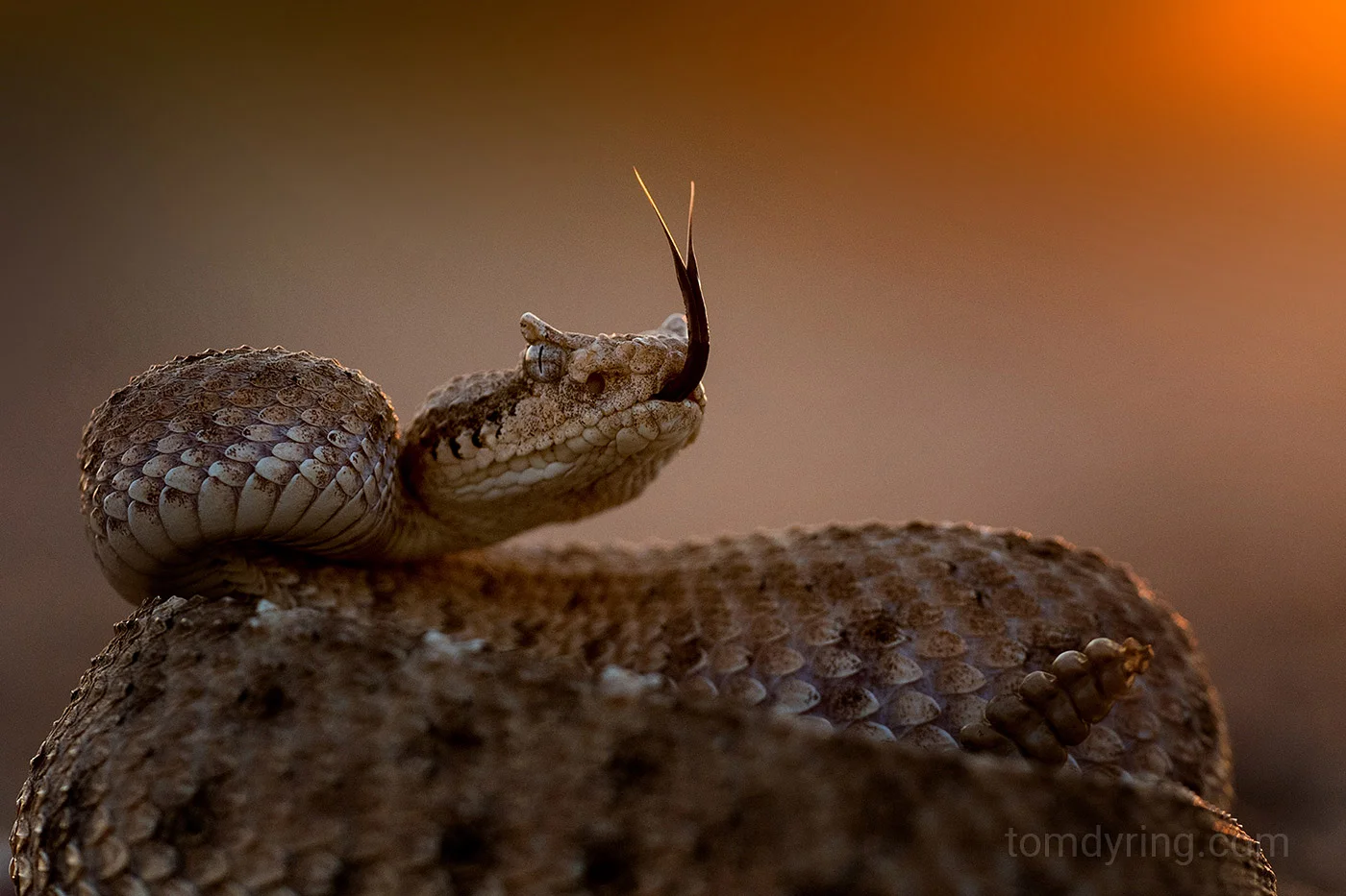 Sidewinder rattlesnake