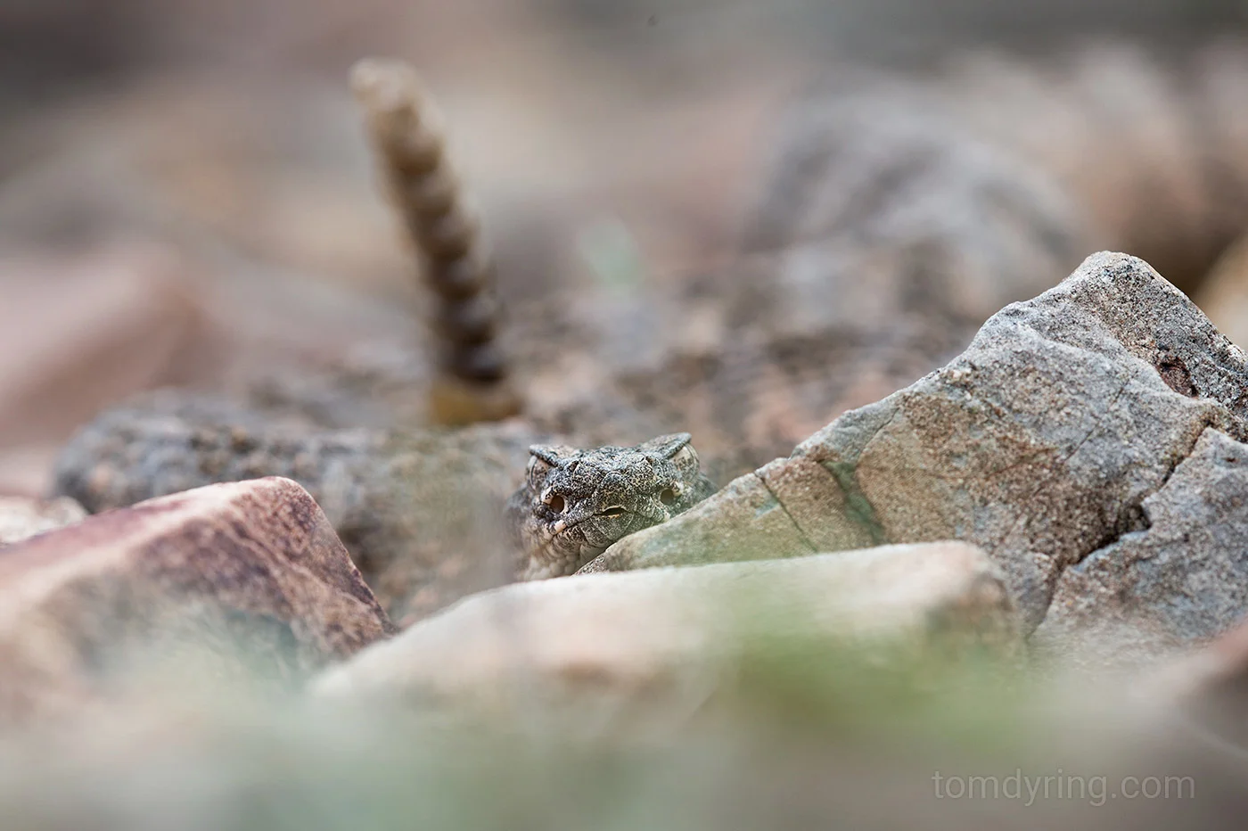 Tiger rattlesnake