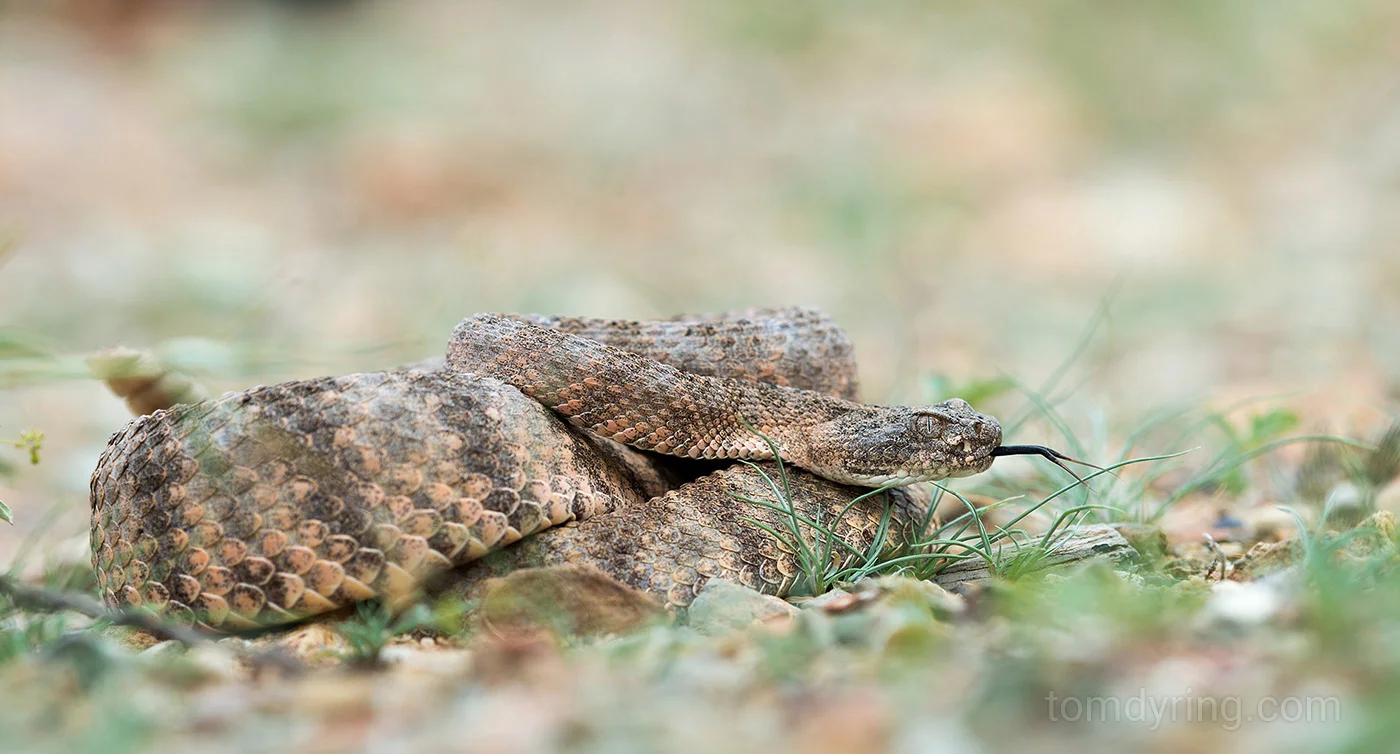 Tiger rattlesnake