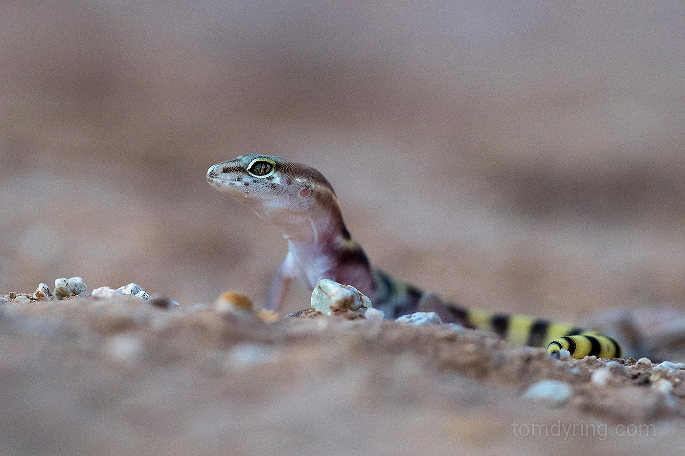 Western banded gecko