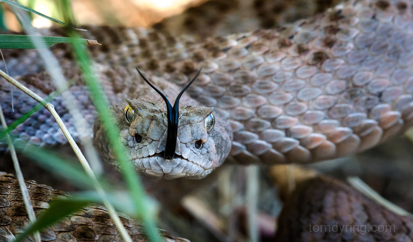 Western diamondback rattlesnake