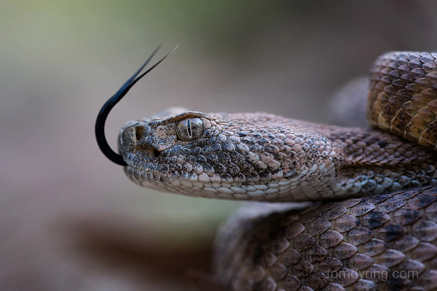 Western diamondback rattlesnake