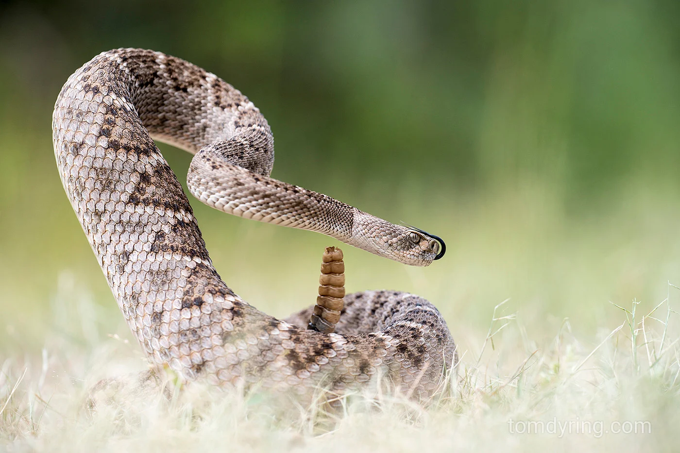 Western diamondback rattlesnake