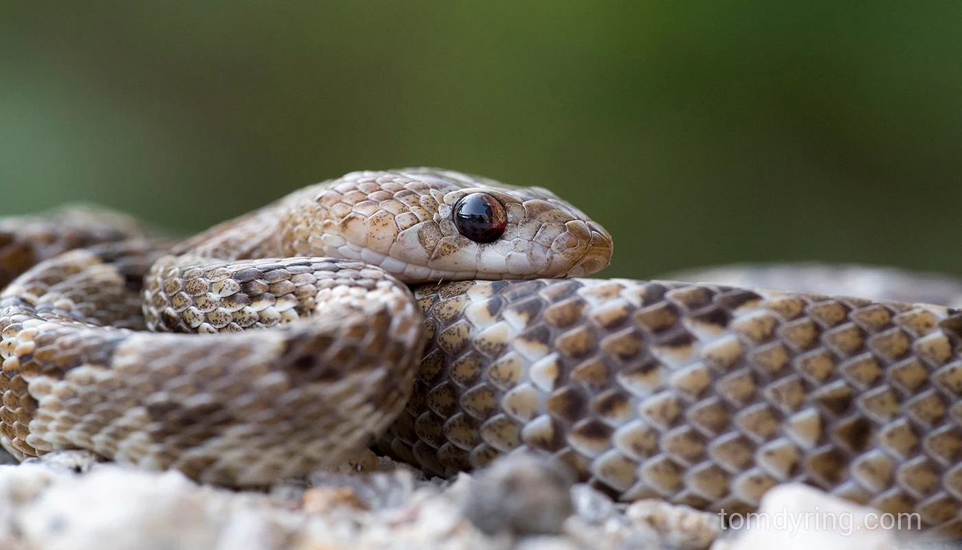 Western lyresnake