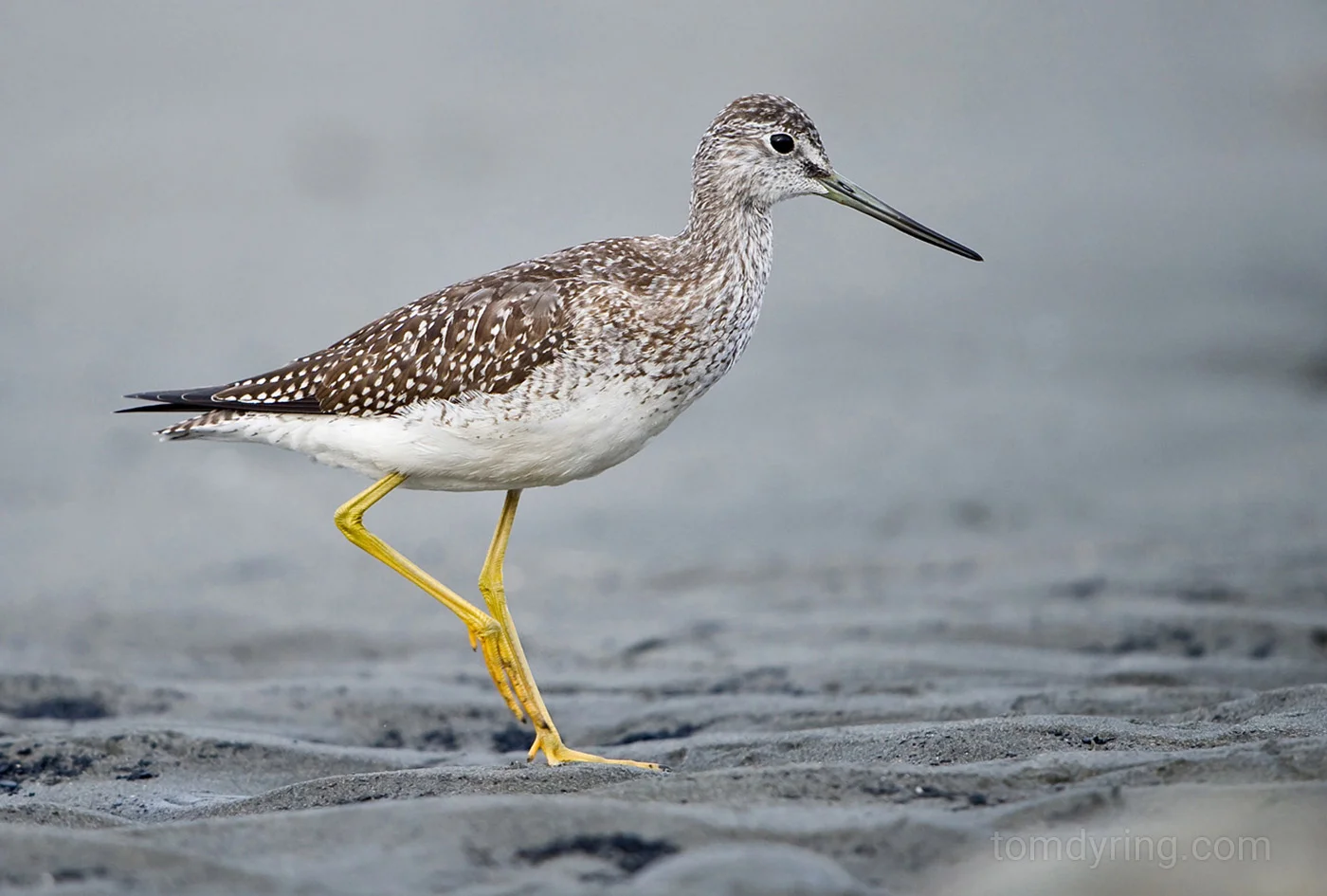 Greater yellowlegs