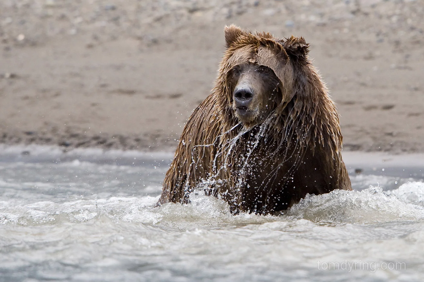 Grizzly bear