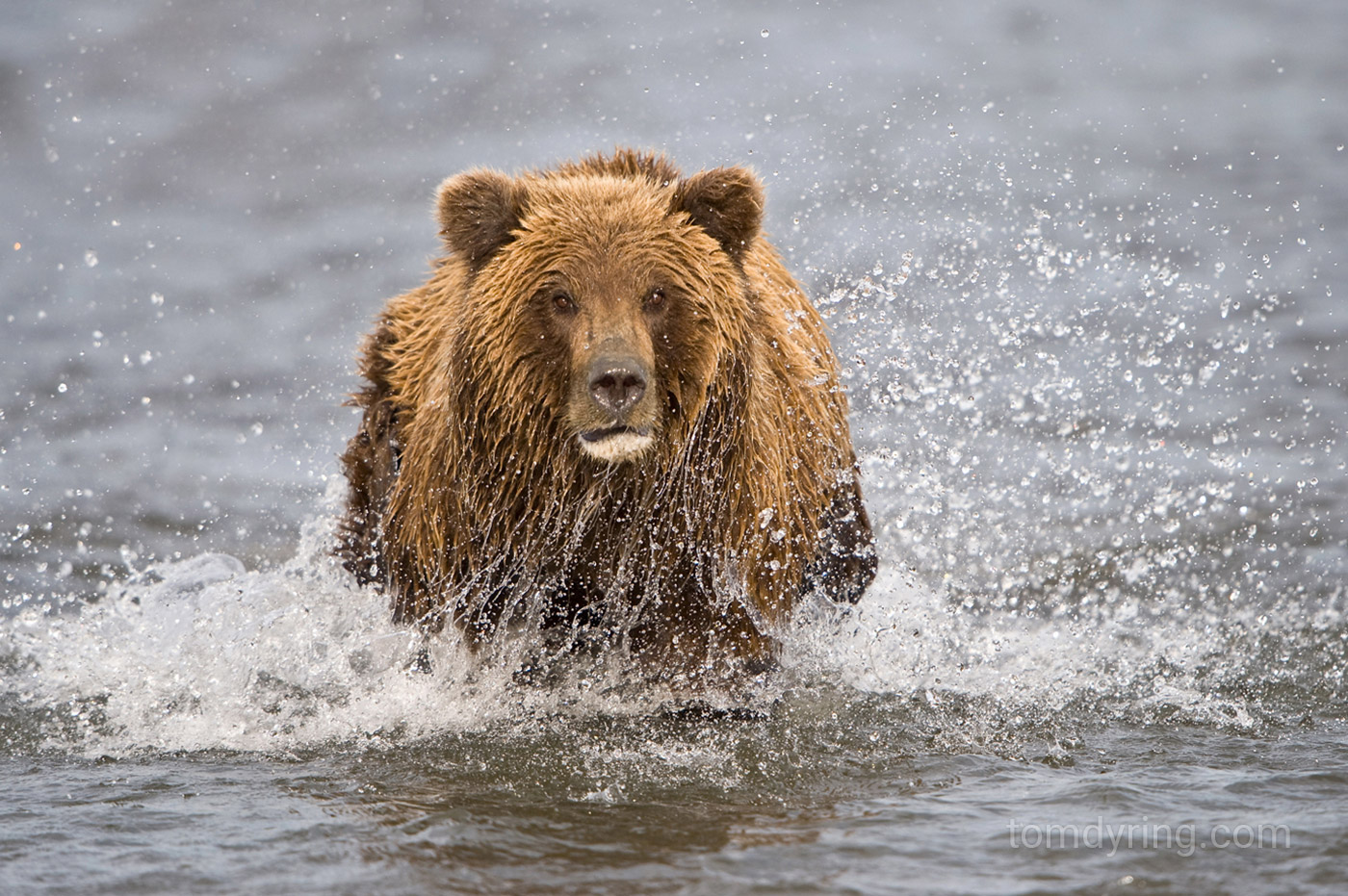 Grizzly bear