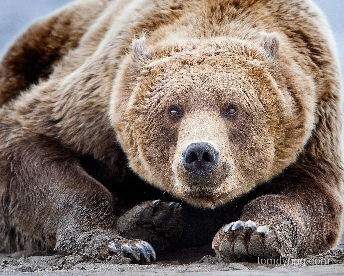 Grizzly bear