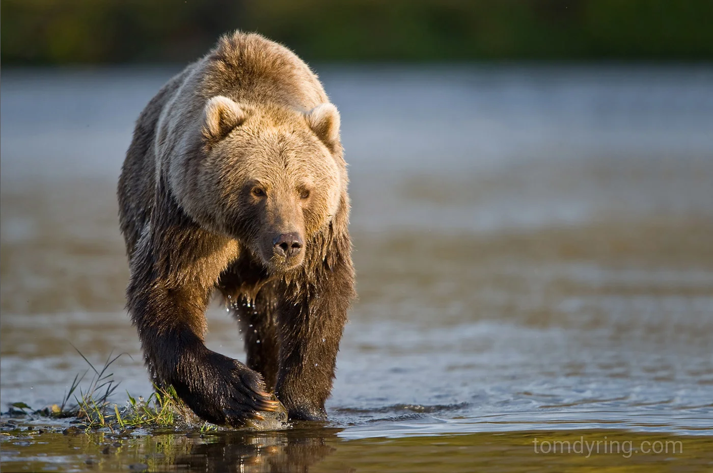 Grizzly bear