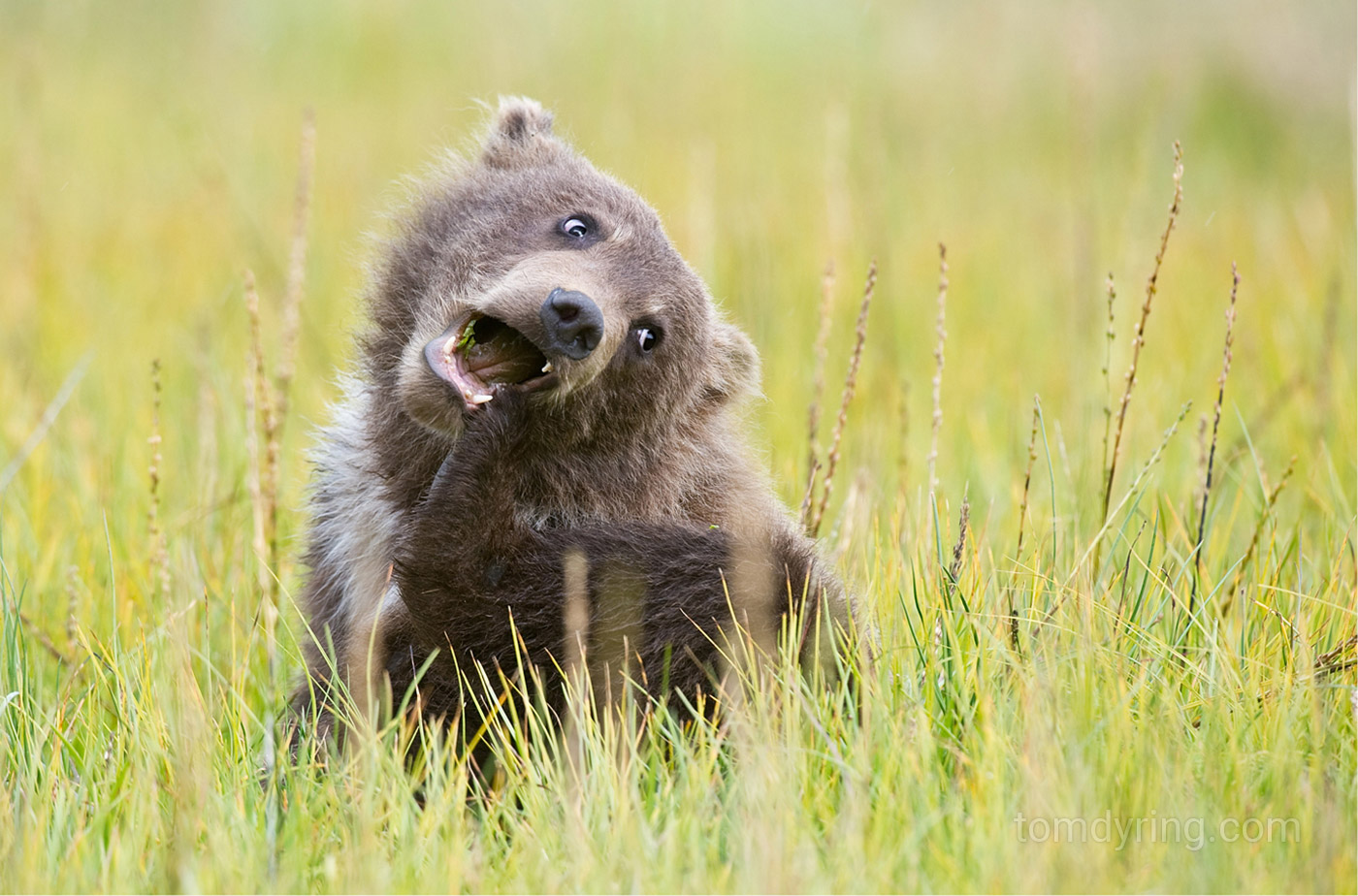 Grizzly bear