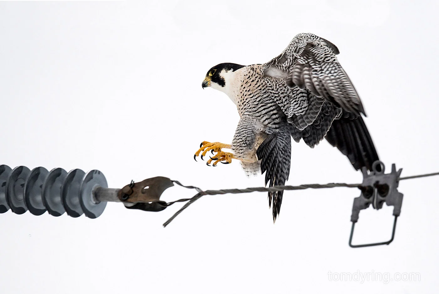 Peregrine falcon