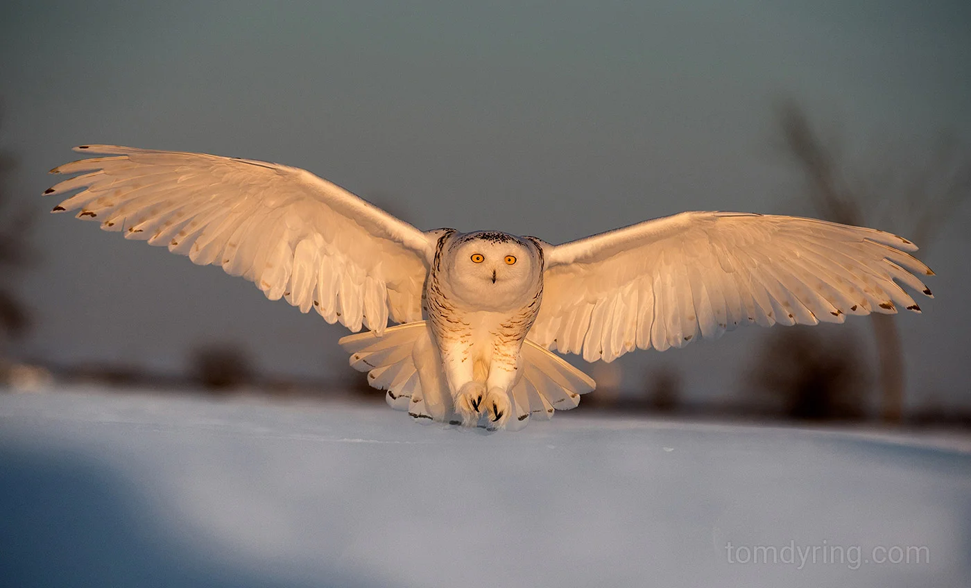 Snowy owl