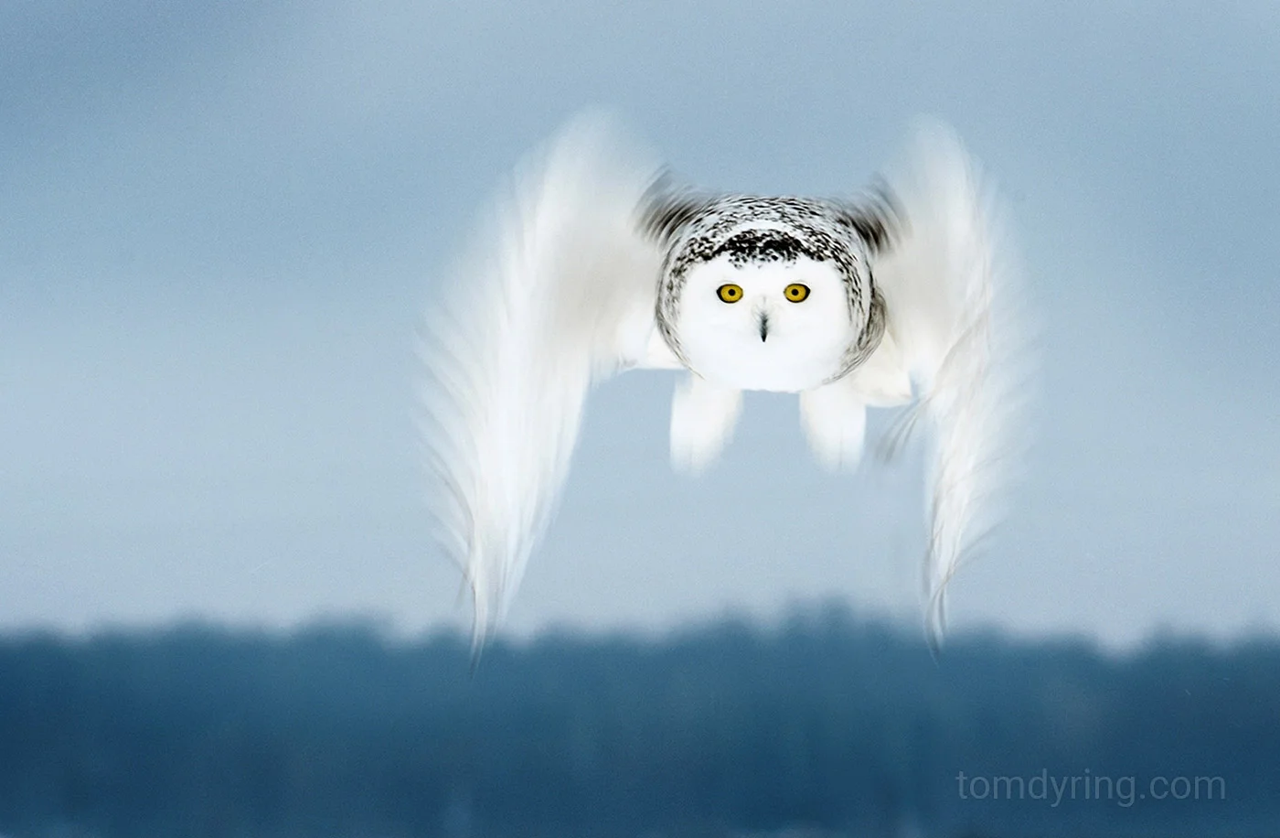 Snowy owl