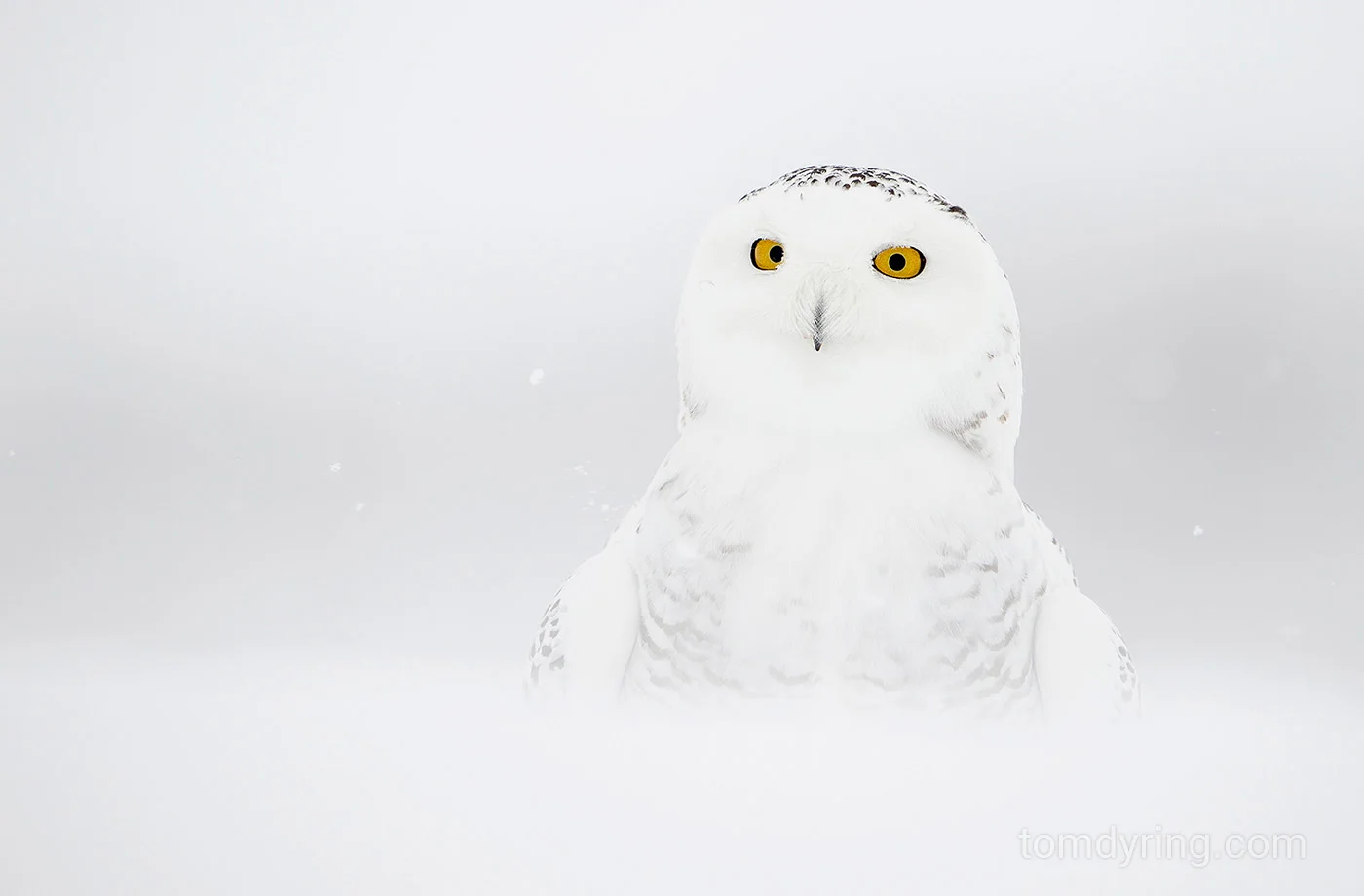Snowy owl