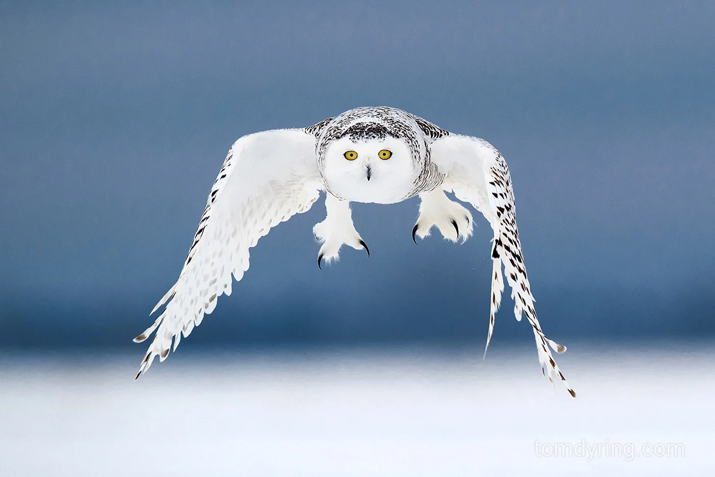 Snowy owl