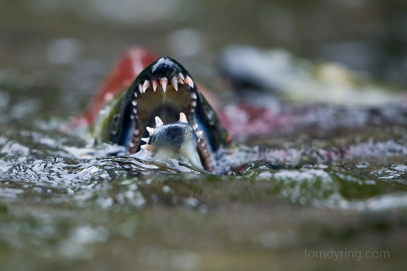 Sockeye salmon