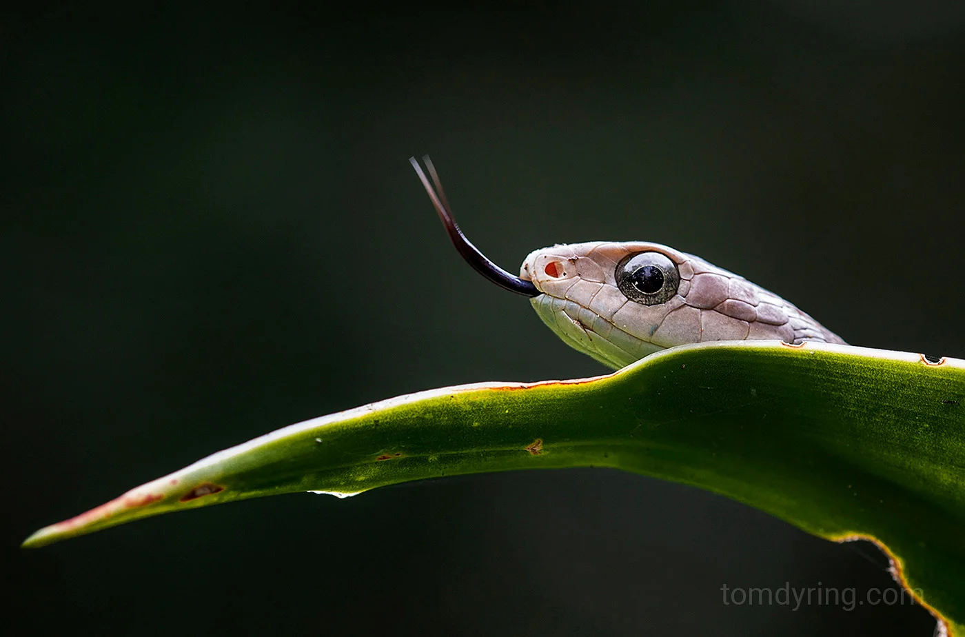 Boomslang
