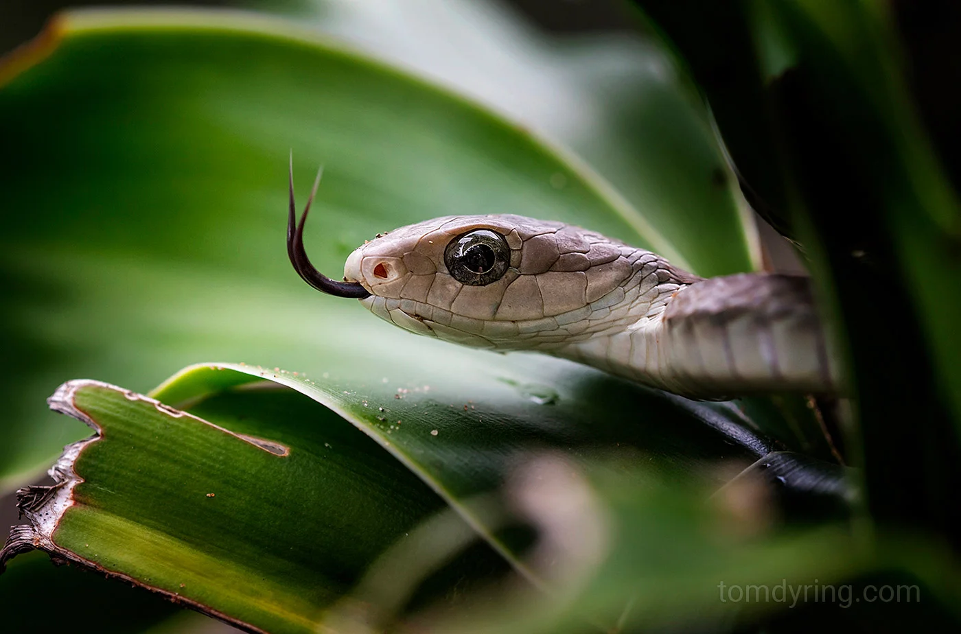 Boomslang